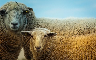 Také na zvířata myslí politici ve volbách. Foto: Pixabay