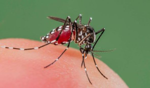 Brazílie bude využívat komáří nenasytnost k léčení horečky Dengue.